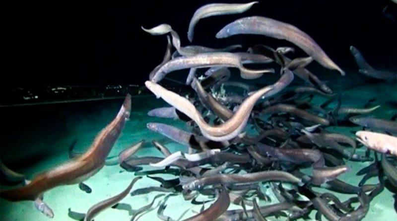 Una expedición descubre récord de peces en aguas profundas abisales