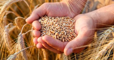 Primer atlas genómico para la mejora mundial del trigo
