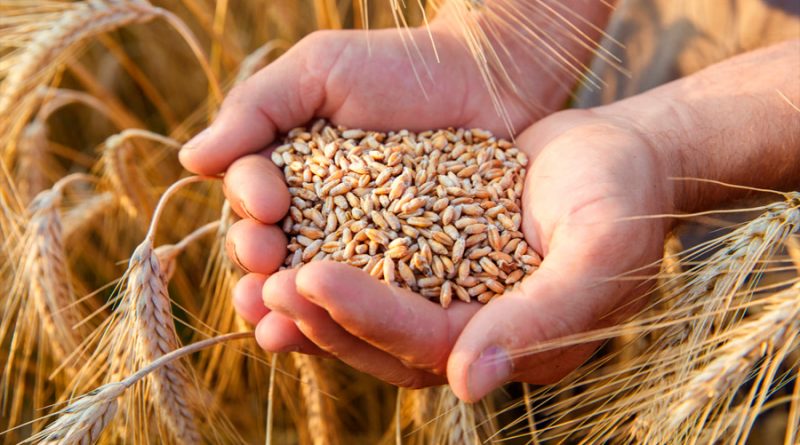 Primer atlas genómico para la mejora mundial del trigo
