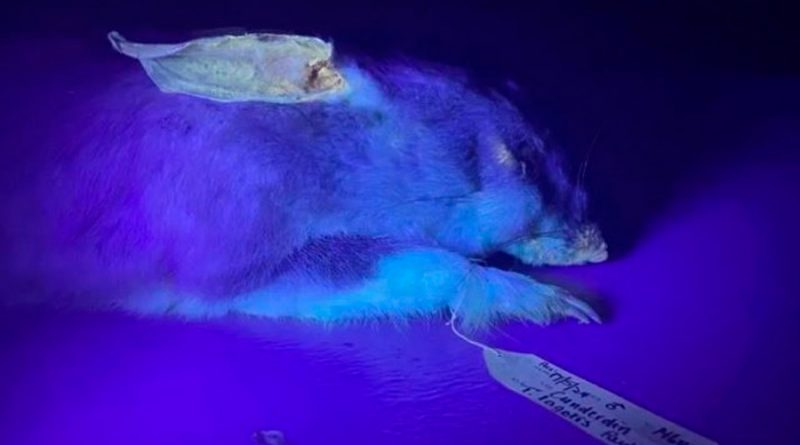 Enigma científico: los wombats también brillan en la oscuridad como el ornitorrinco