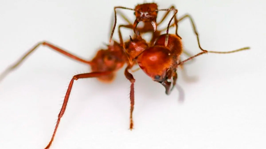 Científicos descubren hormiga que usa inusual armadura biomineral