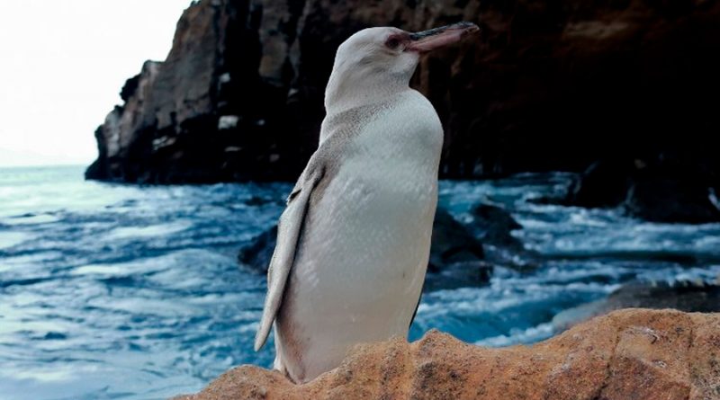 Descubren un “raro” pingüino blanco en las islas Galápagos
