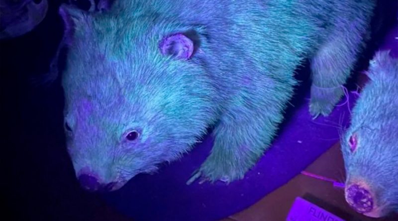 El ornitorrinco no estaba solo: descubren que los wombats también pueden brillar en la oscuridad