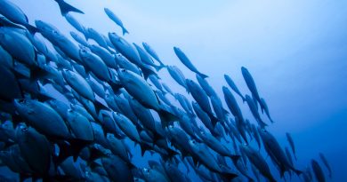 Análisis del ADN ambiental permite detectar con gran precisión cantidad de peces que viven en los océanos