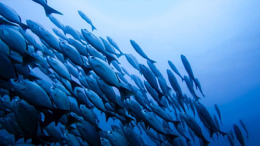 Análisis del ADN ambiental permite detectar con gran precisión cantidad de peces que viven en los océanos