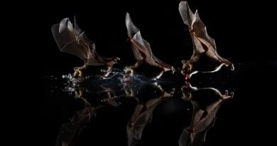 Los murciélagos frugívoros egipcios conversan entre sí, revela investigación de un neuroecólogo