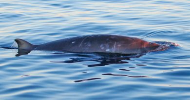“Un mamífero totalmente desconocido para la ciencia”: así es la nueva ballena hallada en aguas mexicanas