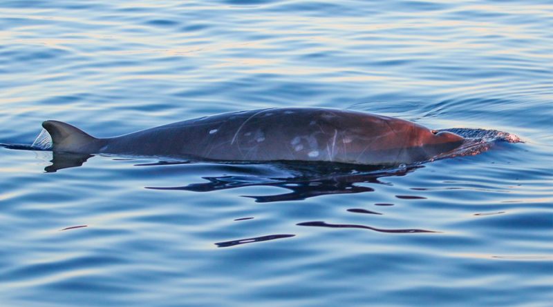 “Un mamífero totalmente desconocido para la ciencia”: así es la nueva ballena hallada en aguas mexicanas
