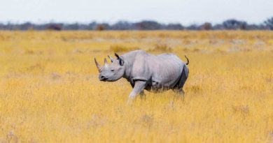 Declaran funcionalmente extinto al rinoceronte blanco del norte; sólo quedan dos hembras