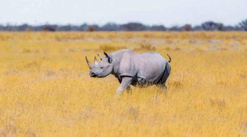 Declaran funcionalmente extinto al rinoceronte blanco del norte; sólo quedan dos hembras