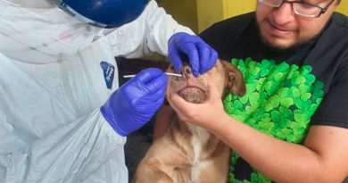 Reportan 3 primeros casos de covid-19 en animales en México