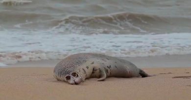 Cerca de 300 focas muertas son halladas en playas del Mar Caspio