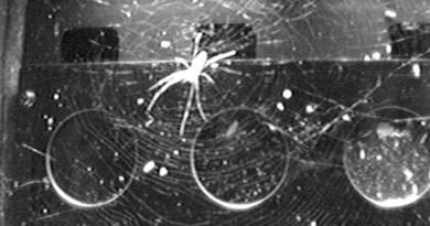 Dos arañas en la estación espacial encuentran un sorprendente truco para construir redes sin gravedad