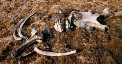 Encuentran un mamut que aparentemente fue asesinado por humanos en una isla ártica