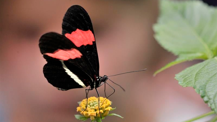 Descubren por qué cambian los colores de las mariposa