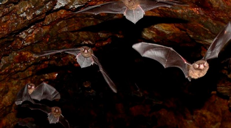 Investigadores de México y Centroamérica realizan acciones para no estigmatizar al murciélago