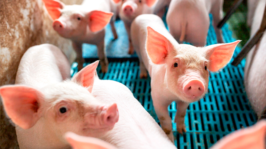 Carne de cerdos transgénicos es “segura para comer”, según la FDA de EU