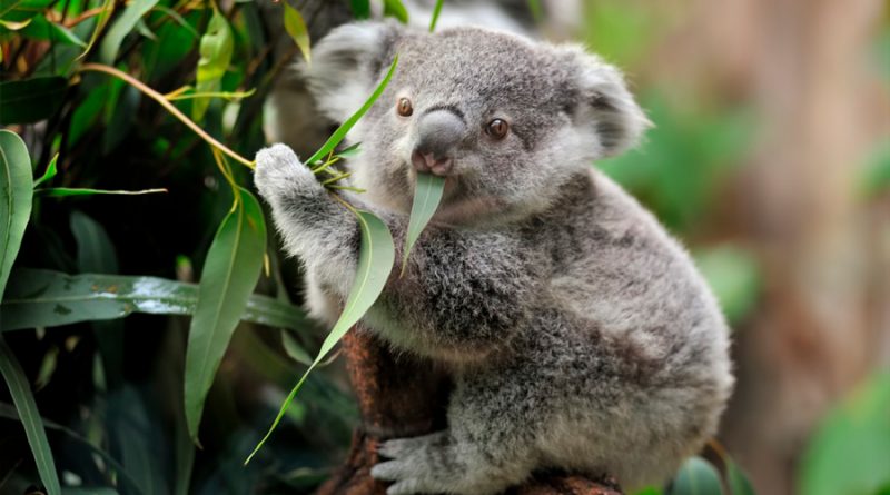 Australia declara “funcionalmente extinto” al koala; se estiman solo quedan 80 mil ejemplares en el país