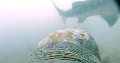 Capturan por primera vez el momento en que una tortuga se defiende del ataque de un tiburón tigre