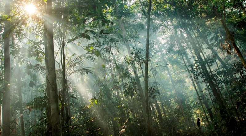 Árboles tropicales acortan su vida por encima de los 25 grados