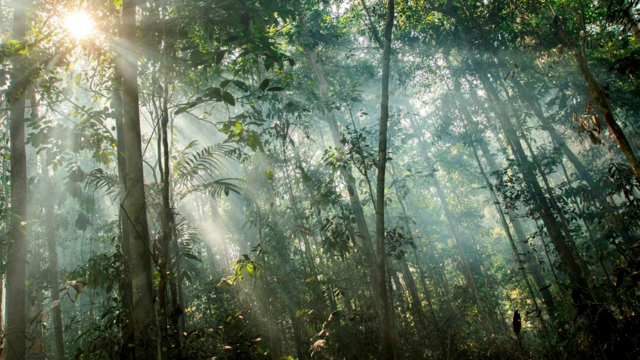 Árboles tropicales acortan su vida por encima de los 25 grados
