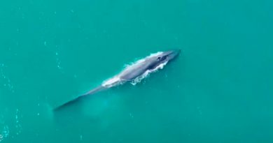 Nueva población de ballena azul descubierta en el Índico Occidental