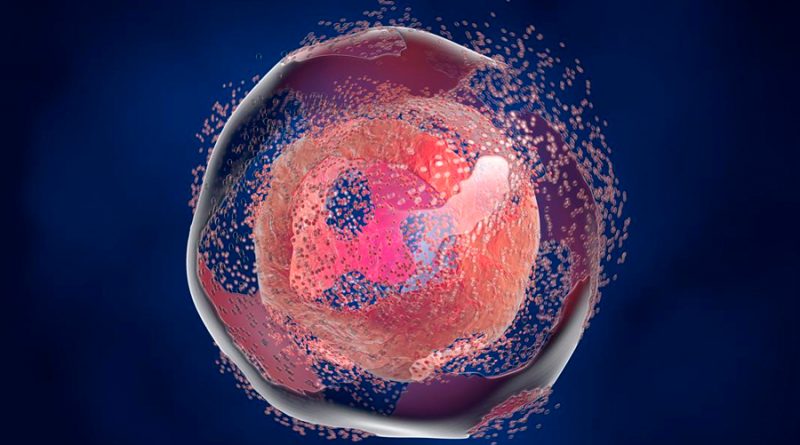 Antes de morir, las células activan células madre cercanas que las sustituirán