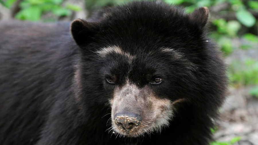 Hallan osos andinos, especie en extinción, en Ecuador