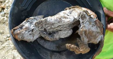 Hallan un lobezno de 57 mil años momificado en el permafrost