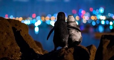 Pingüinos viudos que se abrazan, la fotografía ganadora del Ocean Photography Awards