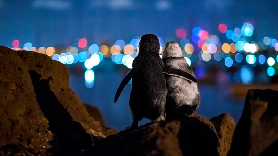 Pingüinos viudos que se abrazan, la fotografía ganadora del Ocean Photography Awards