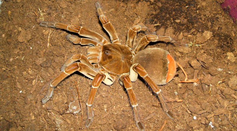 La araña más grande del mundo tiene una envergadura de hasta 28 centímetros