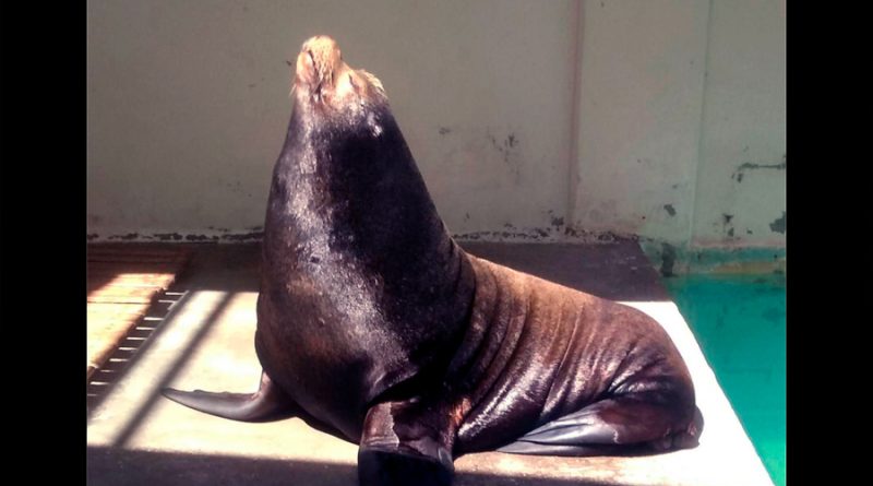 Fallece Sweeney, el lobo marino más longevo en México