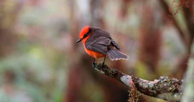 Esperan expertos romper el récord de conteo de aves en Galápagos