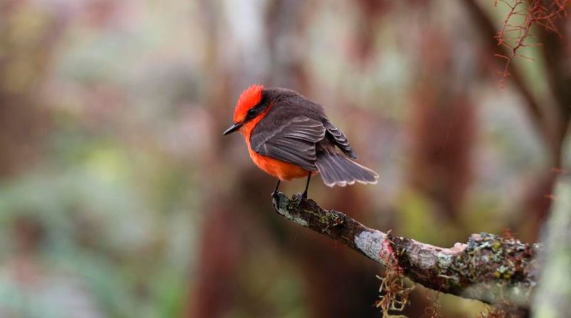Esperan expertos romper el récord de conteo de aves en Galápagos