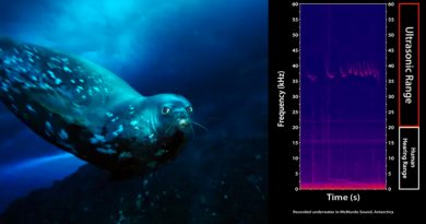 Las focas utilizan una especie de lenguaje bajo el agua que casi ninguna otra especie puede oír