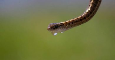 Descubren una nueva especie de serpiente que estaba "escondida a plena vista”