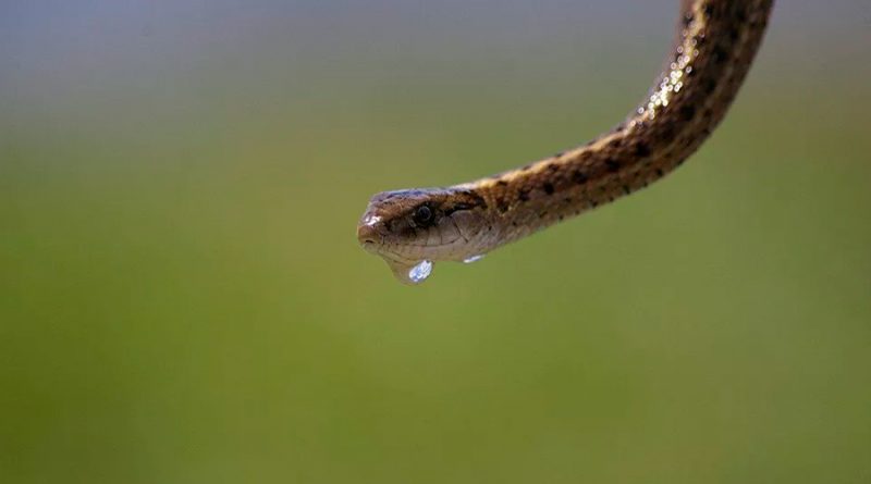 Descubren una nueva especie de serpiente que estaba "escondida a plena vista”