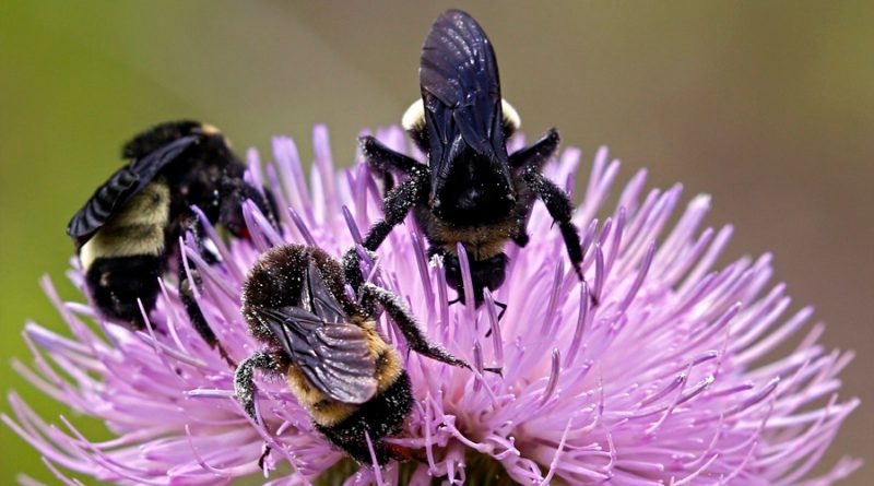 Los abejorros más grandes saben "fichar" a las mejores flores