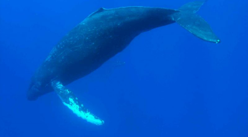 Científicos descubren el triste motivo por el que las ballenas han dejado de cantar