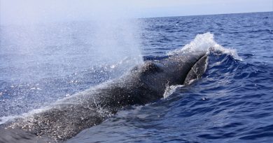 Poblaciones de ballenas se recuperan en las regiones polares gracias a la prohibición de caza