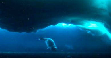 El mamífero más austral mantiene charlas ultrasónicas bajo el hielo