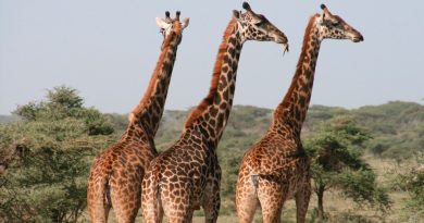 Científicos investigan a jirafas enanas y descubren la causa de su tamaño
