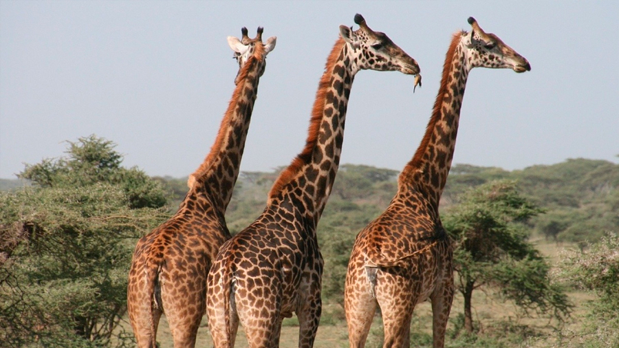 Científicos investigan a jirafas enanas y descubren la causa de su tamaño