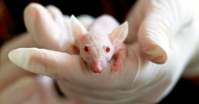 Logran corregir en ratones la progeria, un trastorno que causa envejecimiento acelerado