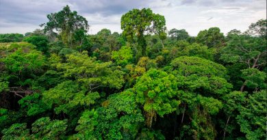 La selva Amazónica se secará para 2064, afirma un científico