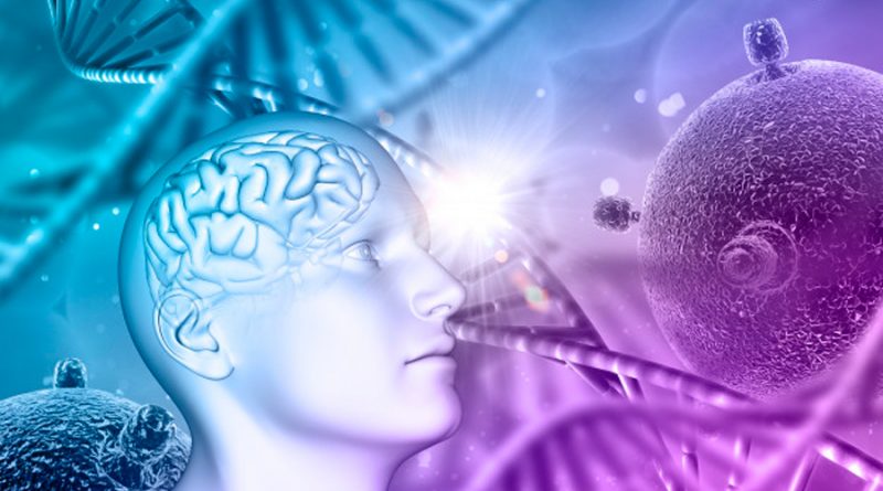 Identifican en el cerebro el ADN que nos hace humanos