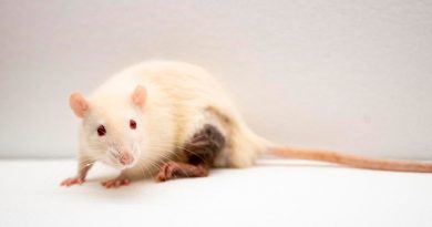 Logran tratar en ratones una enfermedad autoinmune similar a la esclerosis múltiple