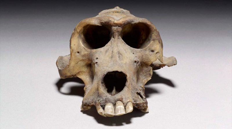 Dos cráneos de babuinos de hace 3,300 años revelan el lugar de origen de una misteriosa civilización