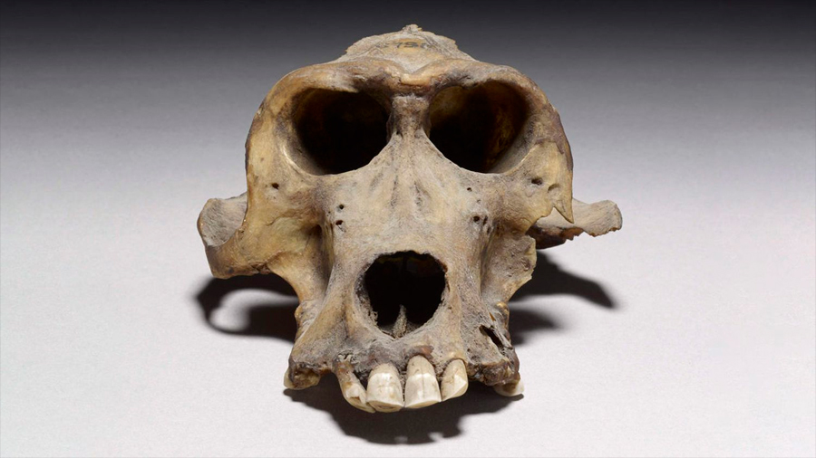Dos cráneos de babuinos de hace 3,300 años revelan el lugar de origen de una misteriosa civilización
